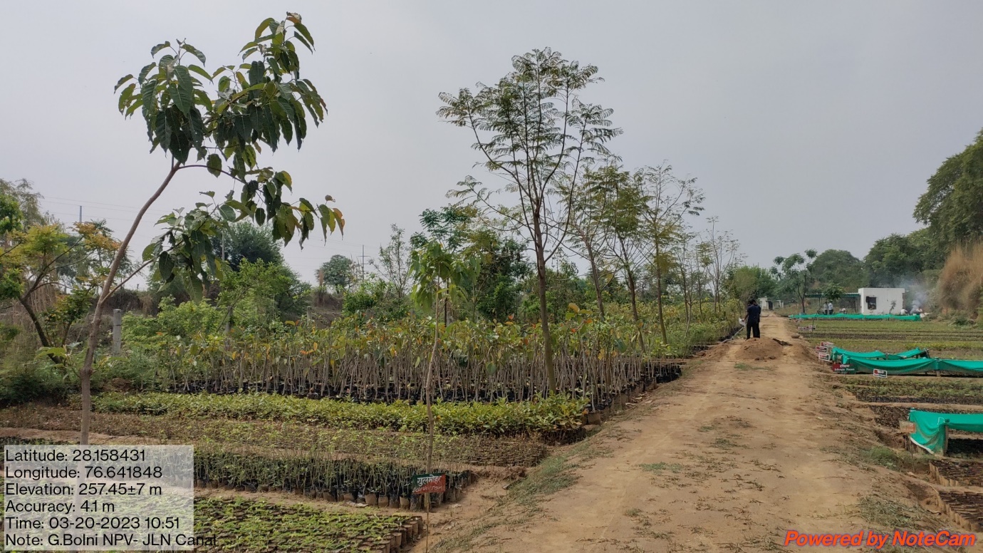 Forest Nursery